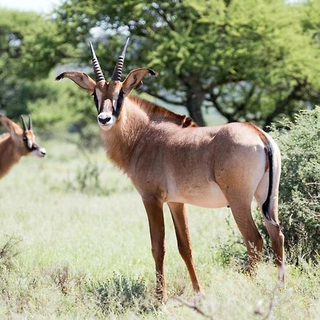 Heuningneskloof Wag N Bietjie Bush Lodge מראה חיצוני תמונה